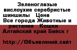 Зеленоглазые вислоухие серебристые шиншилы › Цена ­ 20 000 - Все города Животные и растения » Кошки   . Алтайский край,Бийск г.